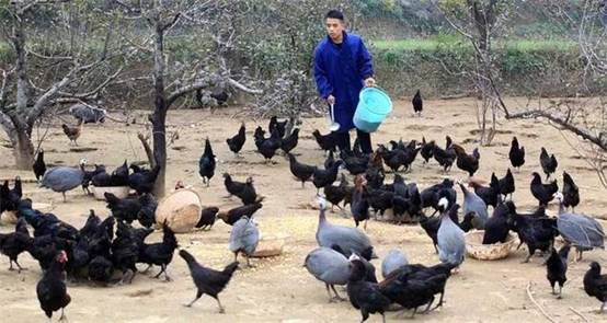 说明: 咸阳一大学生回乡创业当“鸡司令”打造乌鸡品牌