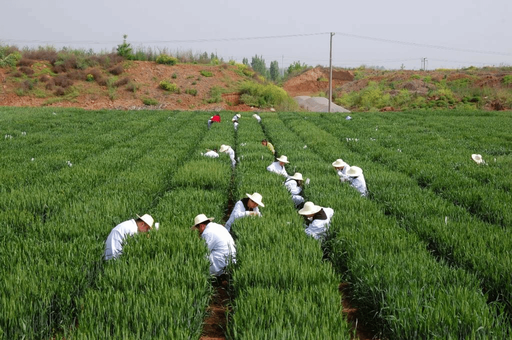 西农805小麦特征特性图片